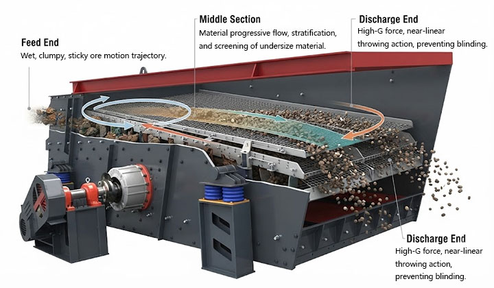 Technical 3D cutaway diagram of a multi-shaft elliptical vibrating screen illustrating feed end dispersion, middle section stratification, and discharge end high-G force action to prevent screen blinding.